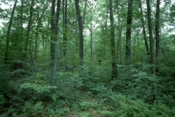 The Parliament passed changes in the Forestry Act